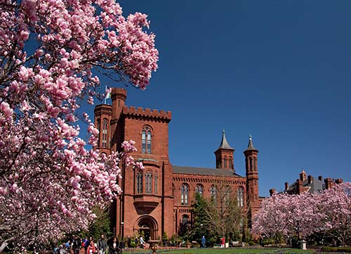 Pink cherry blossoms frame the Smithsonian Castle under a bright blue sky.