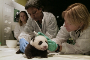 Smithsonian Zoo researchers with a baby panda.